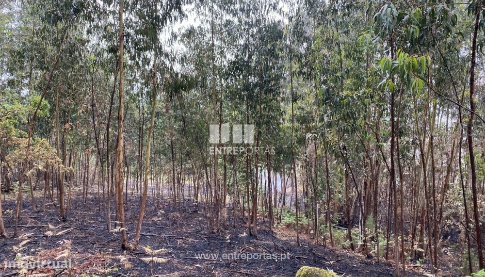 Venda Terreno com área de 2300 m2, Vila Boa do Bispo, Marco de Canave — Sande E São Lourenço, Porto