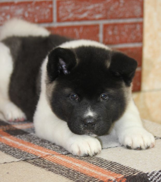 Американська акіта