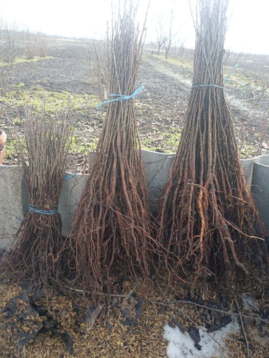 Продам подвой Антипка для летней окулеровки