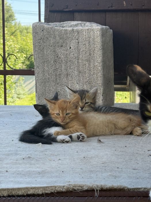 Кошенята безкошковно
