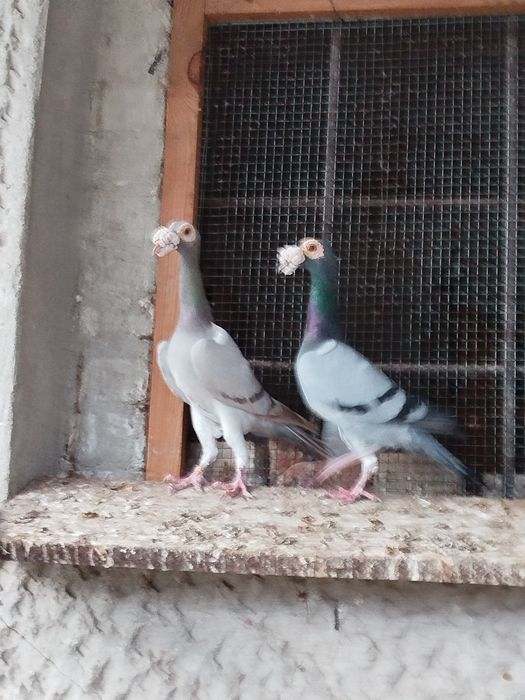 Karier kariery para