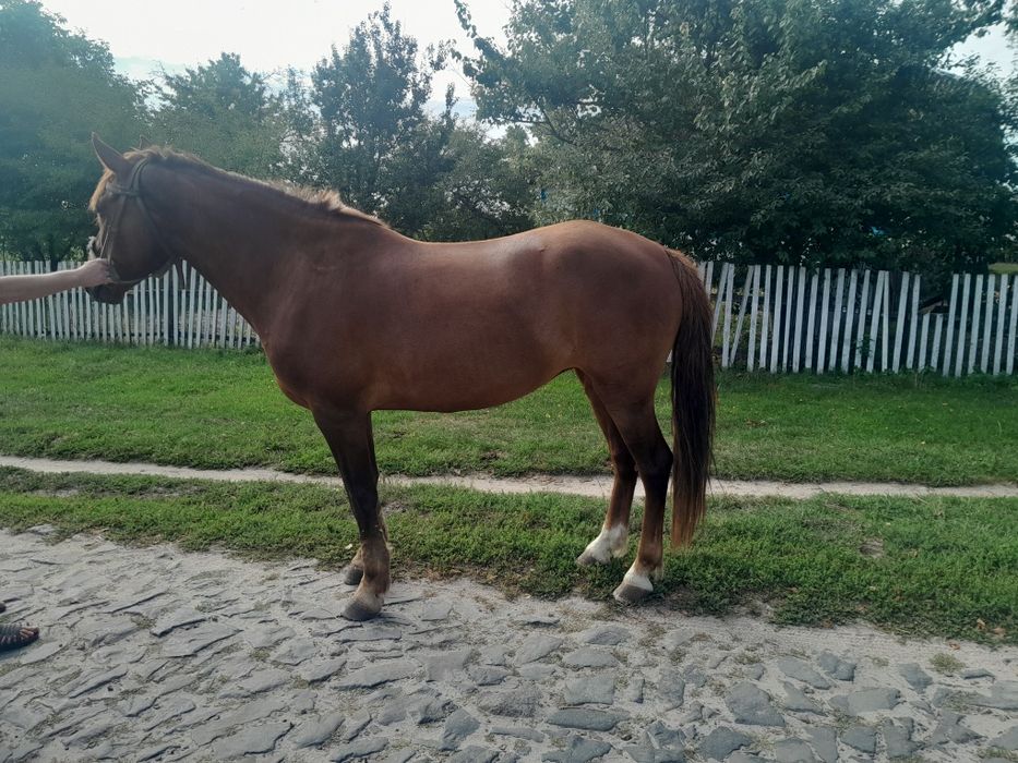 Продам робочу кобилу, 7 років.