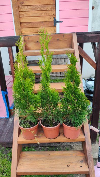 Tuja szmaragd 50-60 doniczka C2