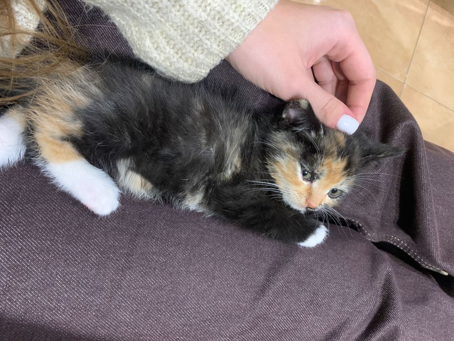 Кошеня шукає новий дім