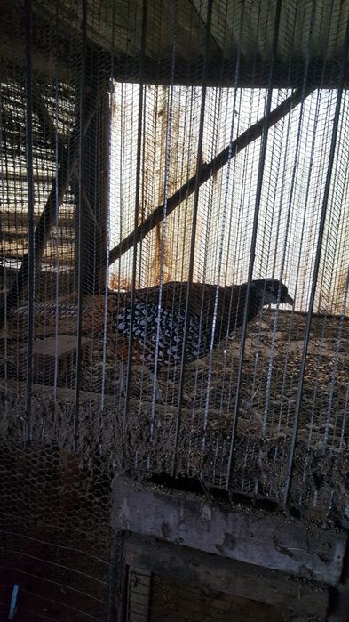 Vendo faisão venerado macho e um peru cinzento adulto