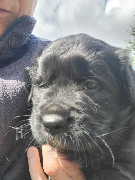 Oddam za darmo szczeniaki