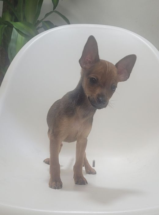 Cachorrinho Pinscher macho