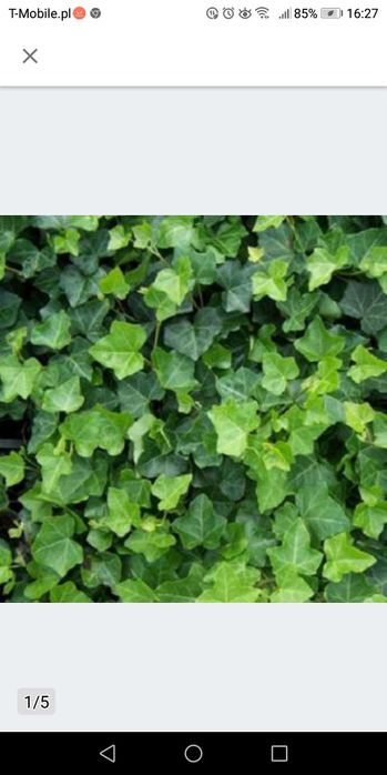 Hedera bluszcz zimą zielony