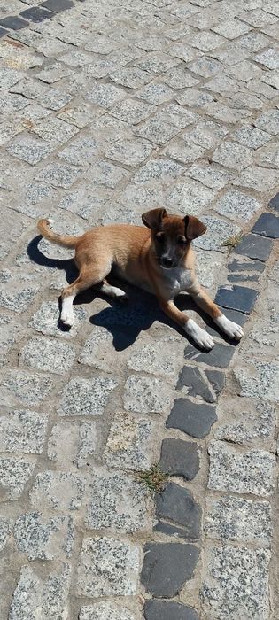 Oddam małe pieski za darmo