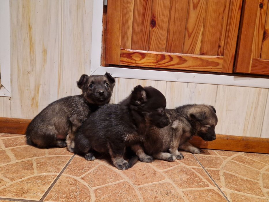 Oddam pieski za darmo