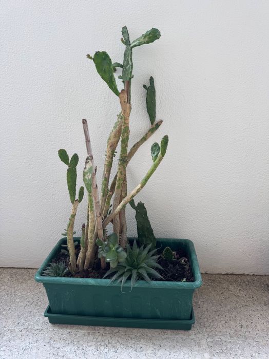 Vaso com cactos e suculentas – Diversas espécies