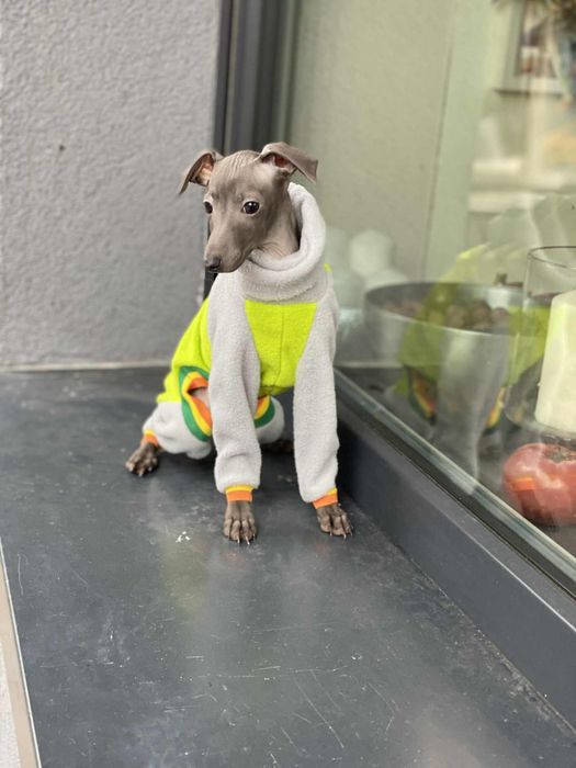 Charcik włoski chłopak