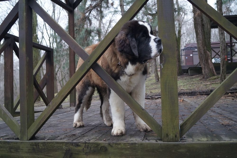 Дівчинка сенбернар