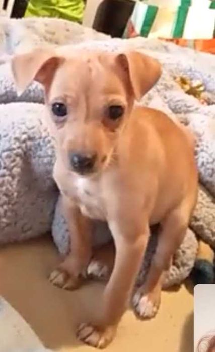 pinscher fêmea 9 meses