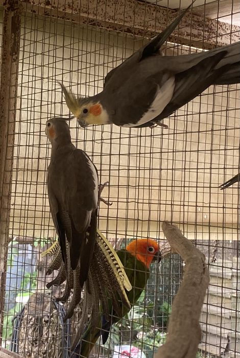 Casal de caturras