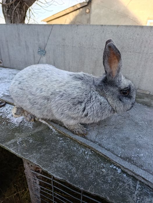 Продам кролів вакцинованих