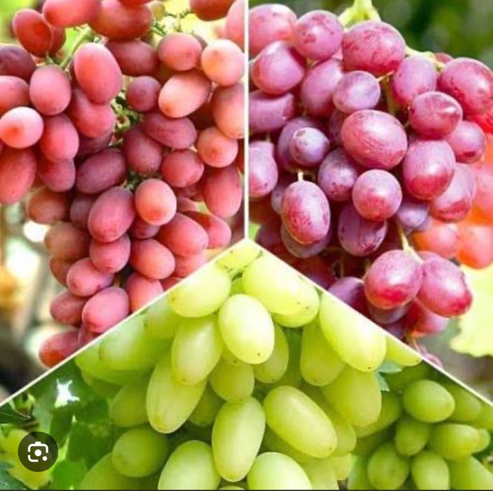 Winorośl bezpestkowa 'A 1704' (Vitis) w doniczkach