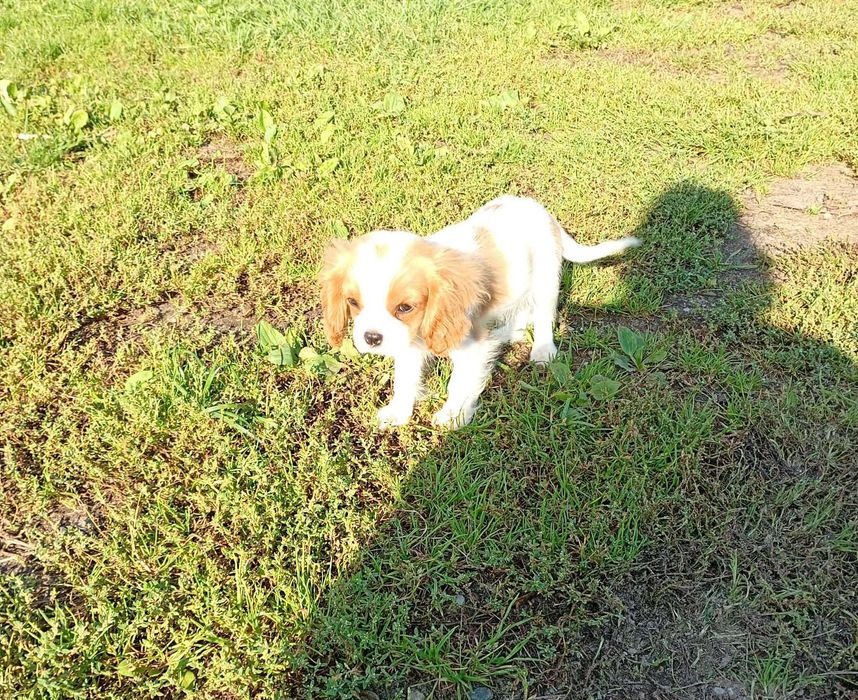 Cavalier King Charles Spaniel piesek