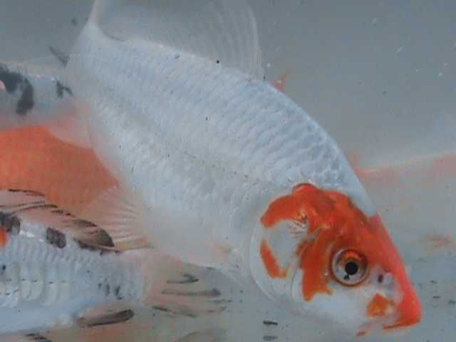 KARP KOI do oczka wodnego lub stawu