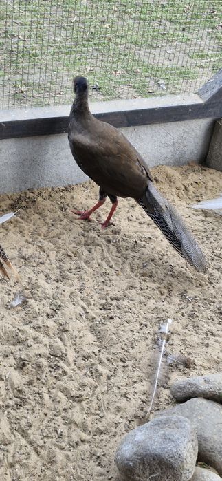 Bażant srebrzysty - kogut