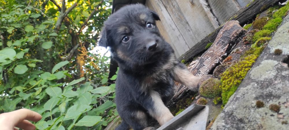 Продам цуценят німецької вівчарки