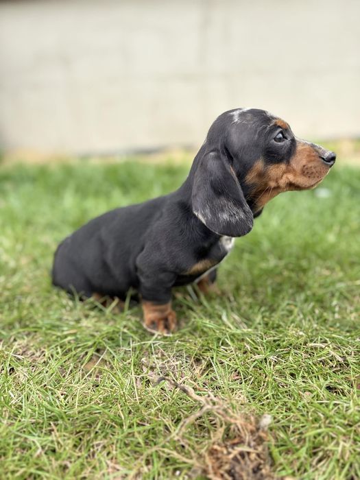 Jamnik krótkowłosy suczka