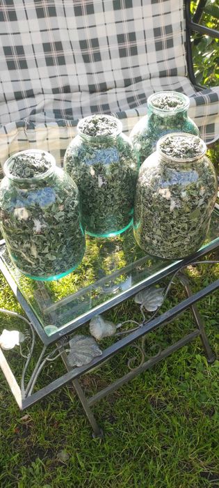 М'ята сушена 2025 трави мята мохіто суха