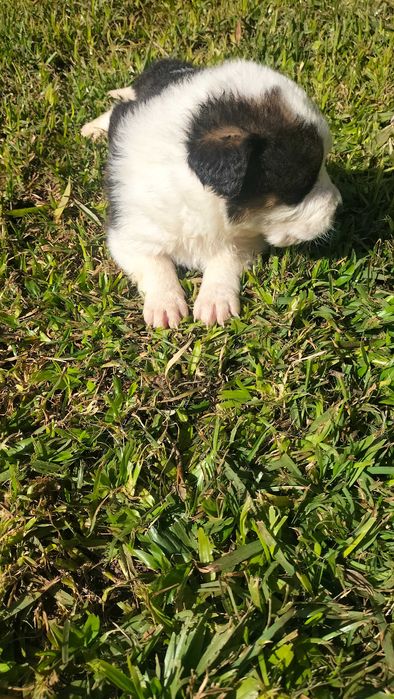 Border collies xx fêmea