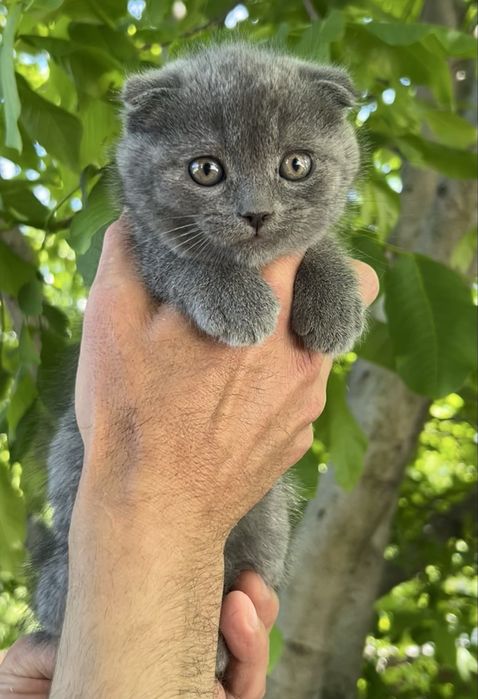 Котята Шотландці