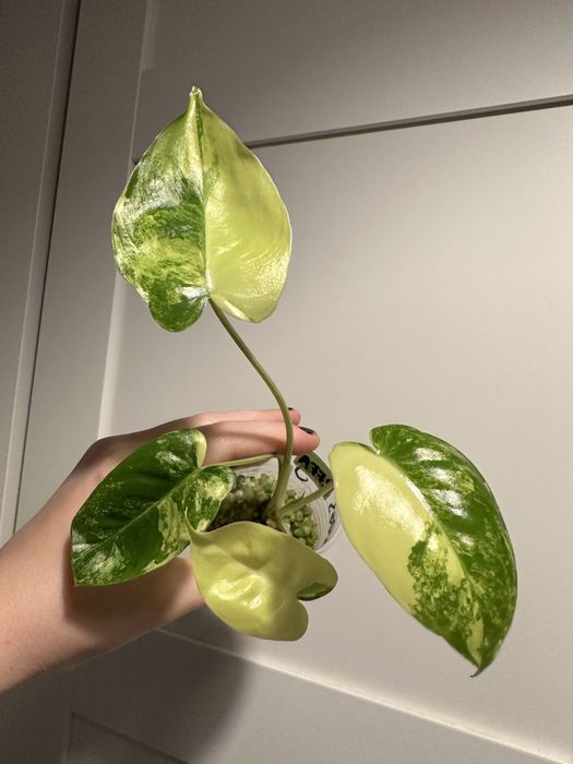 Philodendron burle marx variegata A775