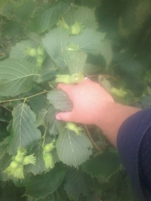 Саженцы ФУНДУКА отводки и Черенки ГОЛАНДИЯ