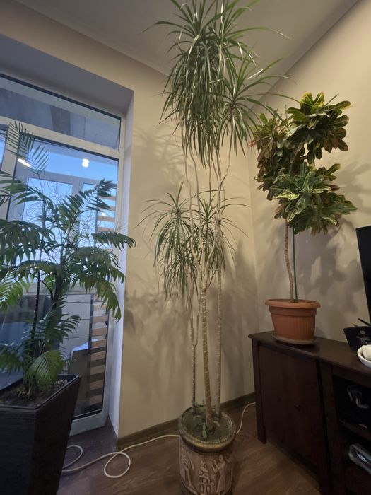 Вазон Драцена , висота 260см!