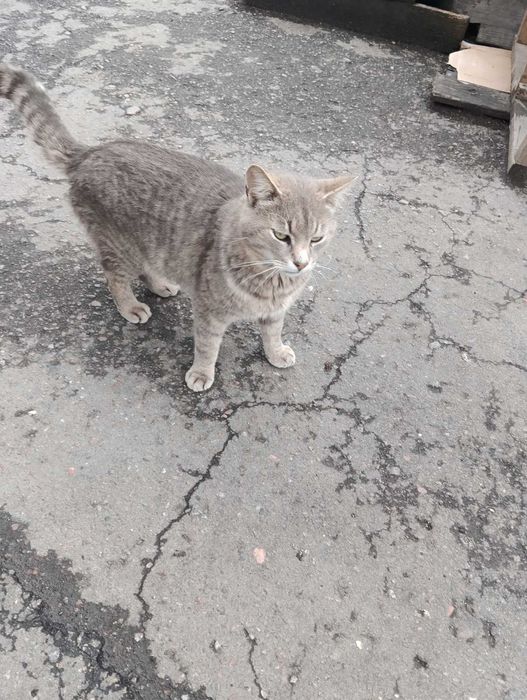 Котик породи манчкін -  Сєва  3 роки