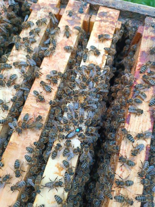 Бджоломатки Карніка