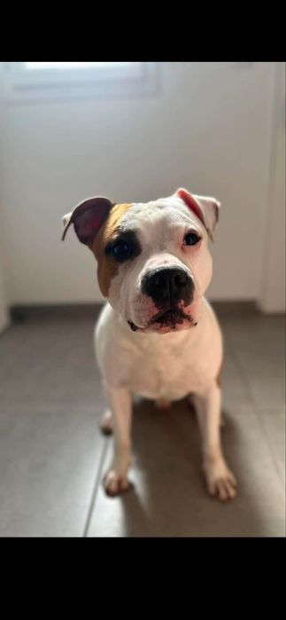 American Sttafordshire Terrier