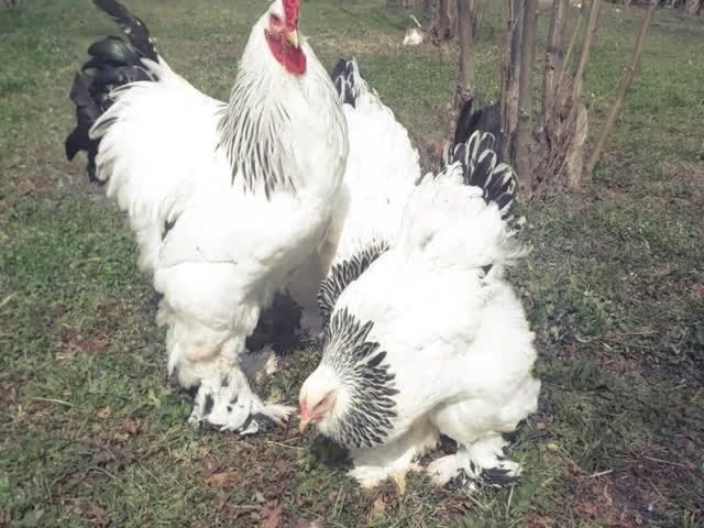 Продаю інкубаційне яйце, Брама фарфорова, лососева, колумбія.