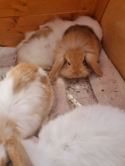 Coelhos anões bebés Ericeira