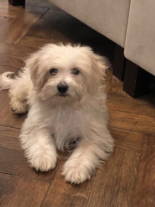 Piesek Maltipoo F1