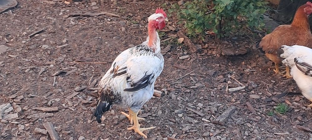 Петух породы ДАЛМАТИН