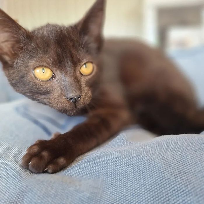 Timmy, para adoção