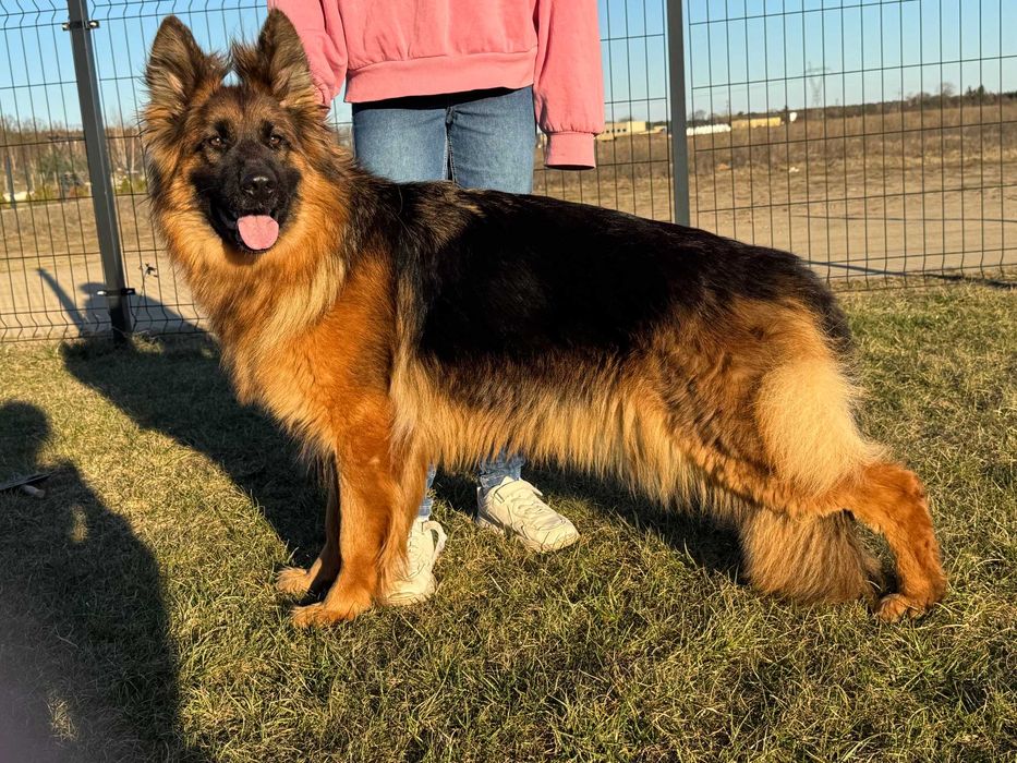 Owczarek niemiecki suczka