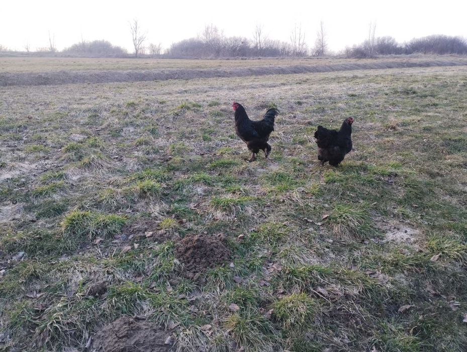 Kogut Brahma Sprzedam