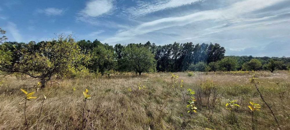 12 сот під садівництво Великі Дмитровичі