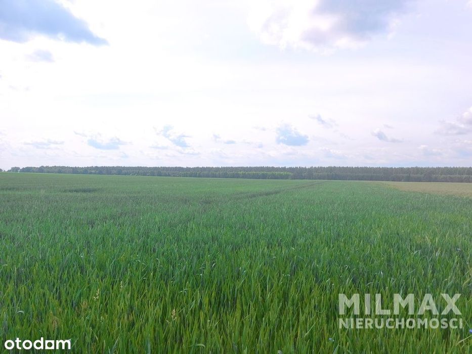 Duża działka rolna 16,45 ha – gmina Mieszkowice - Widok 3