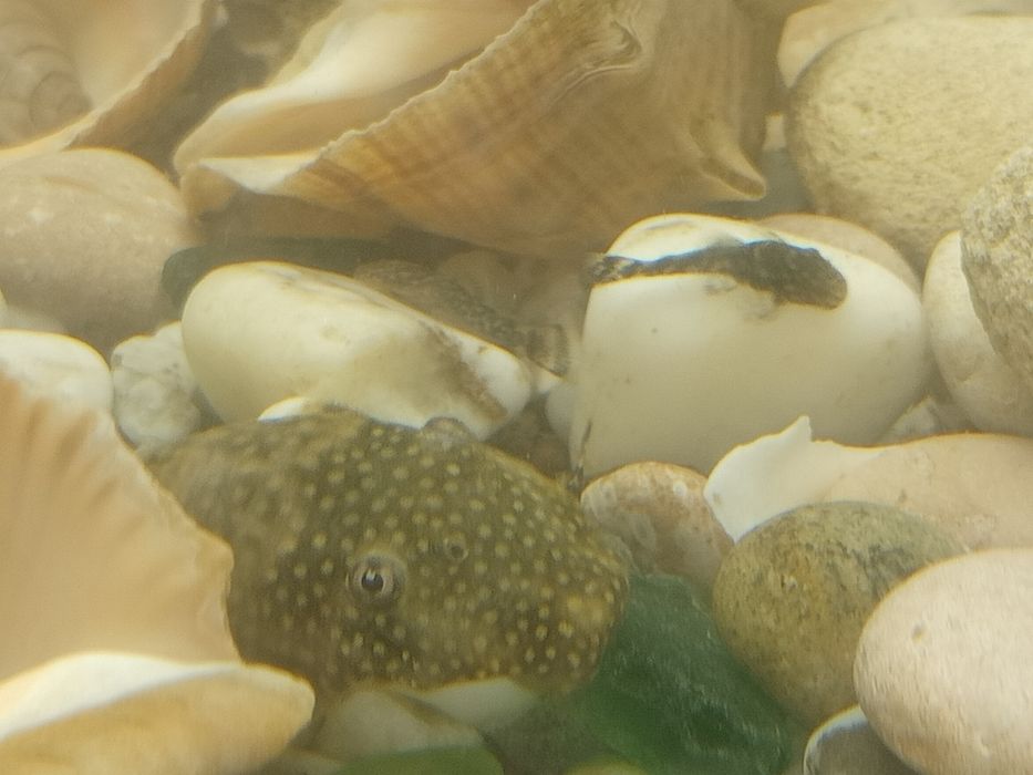 Сомик анцитрус мальки