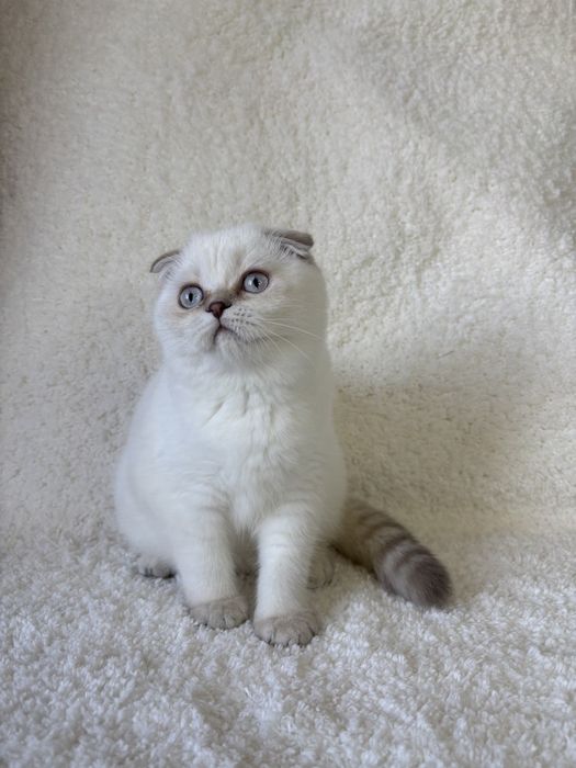 Шотландская вислоухая кошечка