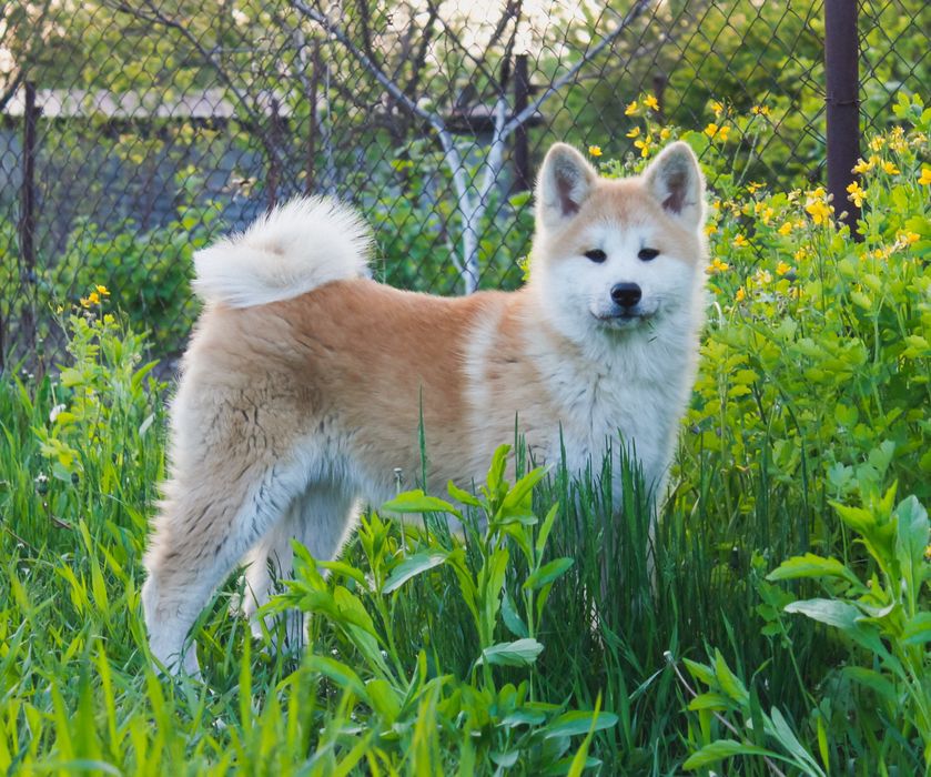 Аkita-inu  ЩЕНКИ. Принимаем бронь на следующий помёт.