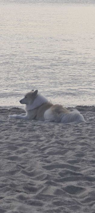 Красень Якутської Лайки
