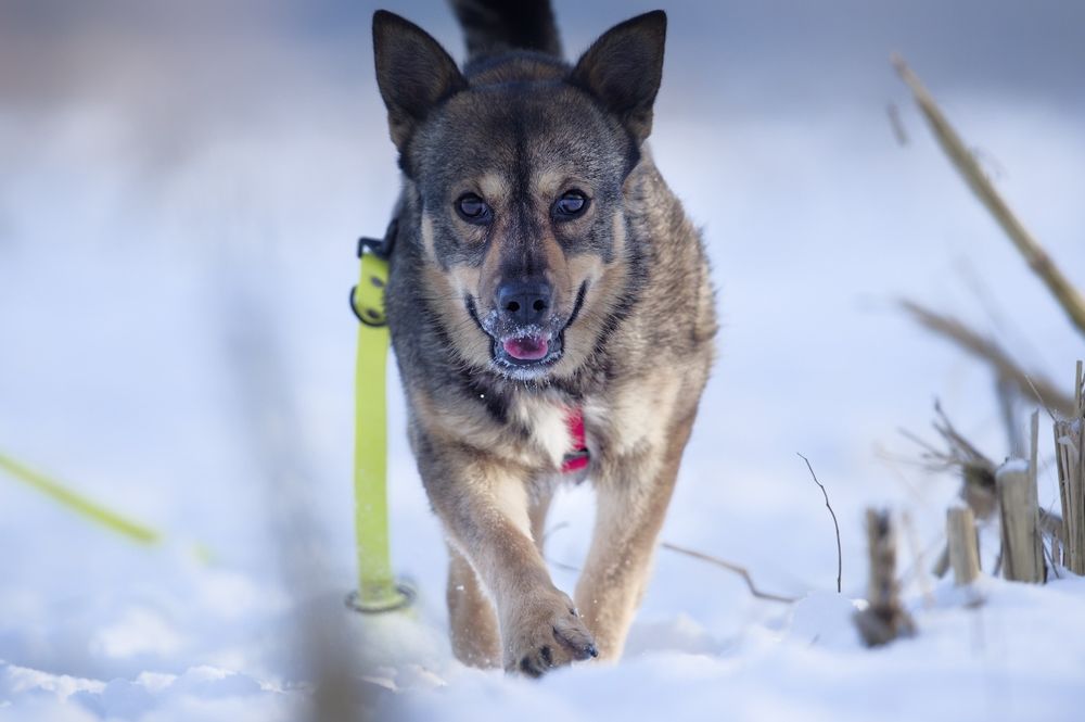 Suczka o imieniu ŁAJKA