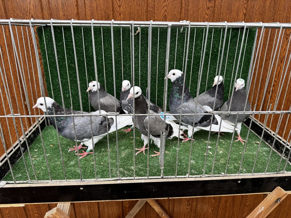 Permski białogłowy gołębie wysokolotne